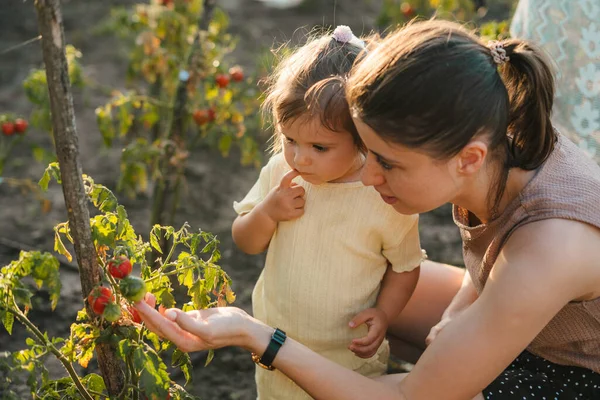 子供と一緒に新鮮な野菜を食べている幸せな若い母親 有機農場で自給自足の家族の収穫 家族の有機農場 — ストック写真
