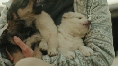 Bir kadının kollarında tutulan üç yavru köpeğe yakın çekim. Yavru köpek çok yumuşak ve sevimli..