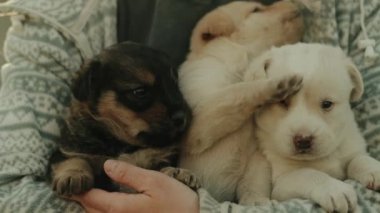 Üç sevimli yavru köpek kadın kollarında rahatça oturuyor. Komik köpek. Hayvanlar ve insanlar arasındaki arkadaşlık..
