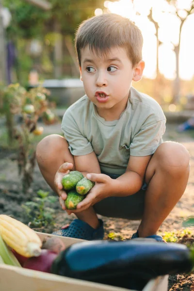 Neşeli Çocuk Taze Meyve Sebze Tutuyor Sağlıklı Beslenme Sağlıklı Yaşam — Stok fotoğraf