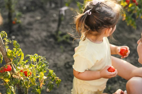 Kleines Mädchen Hält Zwei Tomaten Der Nähe Ihrer Mutter — Stockfoto