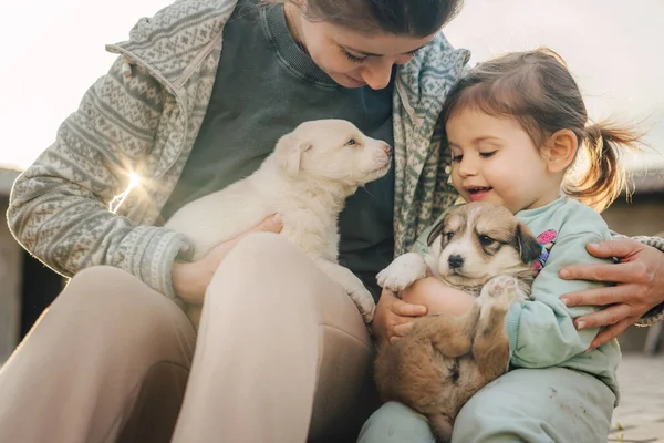 Desde Arriba Mujer Joven Abrazando Perro Adorable Mientras Está Sentado —  Fotos de Stock
