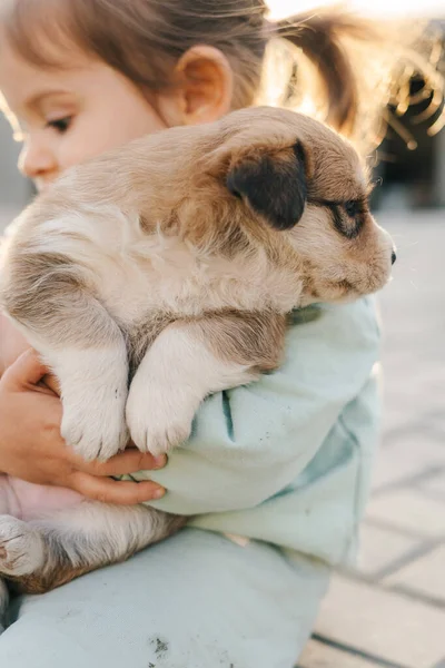 Высокий Угол Симпатичной Маленькой Девочки Повседневной Одежде Играющей Своей Собакой — стоковое фото