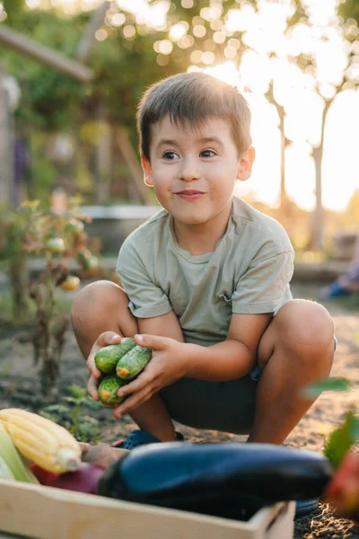 Bahçesinde Sebzeleri Olan Sevimli Bir Çocuk — Stok fotoğraf