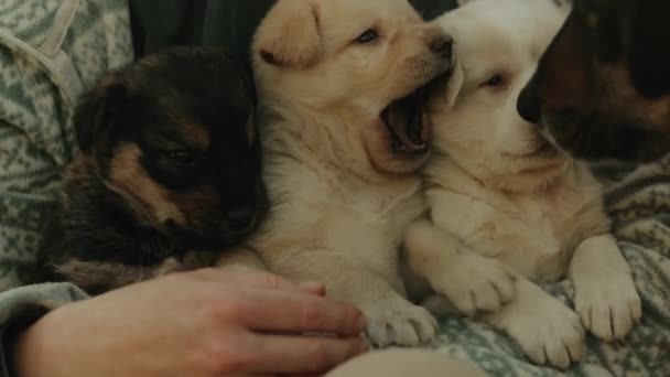 Vrouw Spelen Met Puppies Achtertuin Bij Zonsondergang Licht Zomervakantie Draagt — Stockvideo