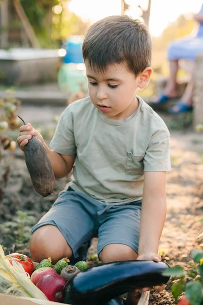 Kleiner Kaukasischer Junge Sammelt Gemüse Einer Holztonne Draußen Garten Agrarmarkt — Stockfoto