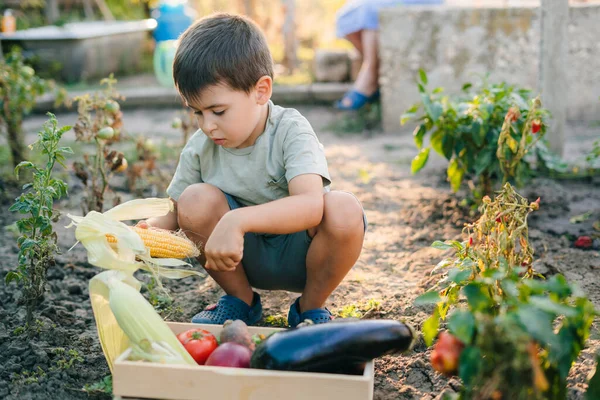 Netter Kleiner Junge Mit Hühneraugen Sie Die Holzkiste Heimischen Garten — Stockfoto