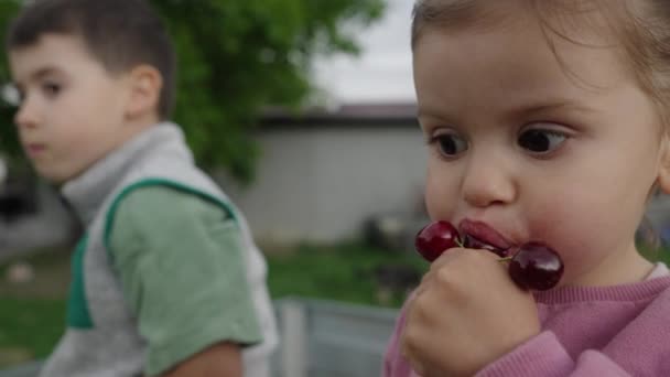 Kids Picking Cherry Eatingthem Sitting Garden Harvest Time Fun Family — стоковое видео