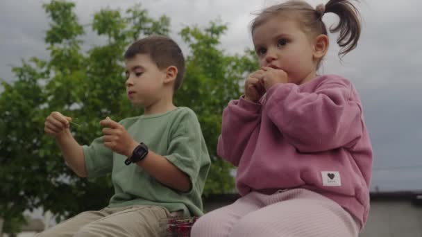Two Little Kids Sitting Eating Cherries Little Garden Healthy Eating — стоковое видео