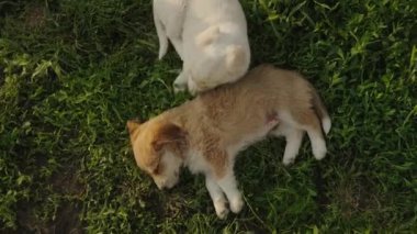 Yeşil çimlerin üzerinde yatan iki küçük sevimli köpek yavrusunun üst görüntüsü. Tüylü köpek dostlar her zaman sevgi dolu.