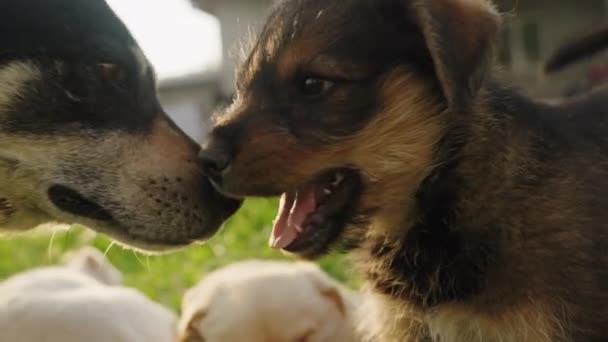 Cão Mamífero Tocando Seu Focinho Para Cabeça Fantoches Sentado Fora — Vídeo de Stock