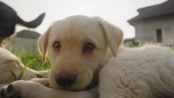 잔디에서 정원에 사랑스럽고 귀여운 강아지 행복한 강아지 — 비디오