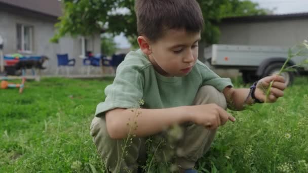 Entzückender Kleinkind Junge Der Mit Wildblumen Spielt Die Frühling Garten — Stockvideo