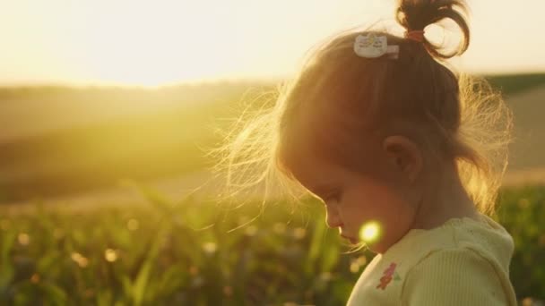 Malé Dítě Prozkoumávající Přírodu Procházející Podzimním Kukuřičným Polem Pozitivní Emoce — Stock video