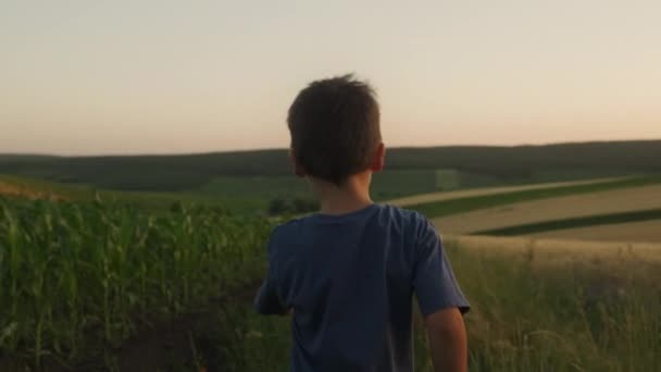 Вид Сзади Маленького Мальчика Веселящегося Гуляющего Кукурузном Поле Красивый Пейзаж — стоковое видео