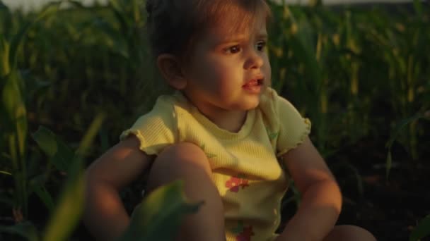 Веселая Маленькая Девочка Развлекающаяся Большом Кукурузном Поле Жаркий Летний Вечер — стоковое видео