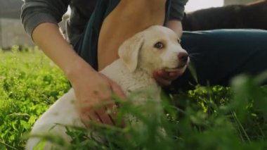 Kadınların elleri bahçede sevimli beyaz köpek yavrusunu okşuyor. Komik köpek. Hayvan bakımı..