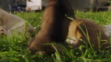 Oyun oynayan, koşan, çimlerin üzerinde zıplayan dört komik köpek yavrusu. Mutlu bir aile. Komik köpek..