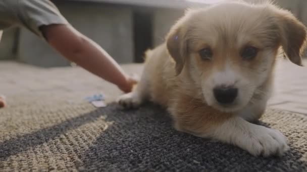 Leuke Puppy Achtertuin Prachtig Portret Kleine Tuin — Stockvideo