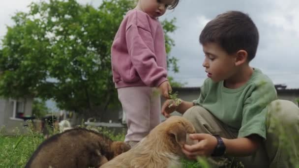 Niño Jugando Con Lindos Perritos Patio Trasero Divertirse Aire Libre — Vídeo de stock