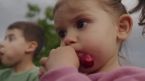 Dzieciaki Jedzące Świeże Owoce Wiśni Drzewa Ogrodowego Dziewczyna Chłopiec Jedzący — Wideo stockowe