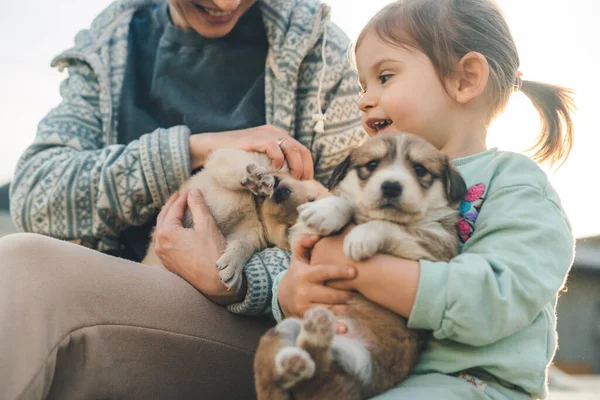 뒷마당에 귀여운 강아지 재미있는 우정과 — 스톡 사진