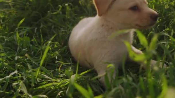 小狗快乐地坐在绿草覆盖的花园里 户外顽皮的小狗 — 图库视频影像