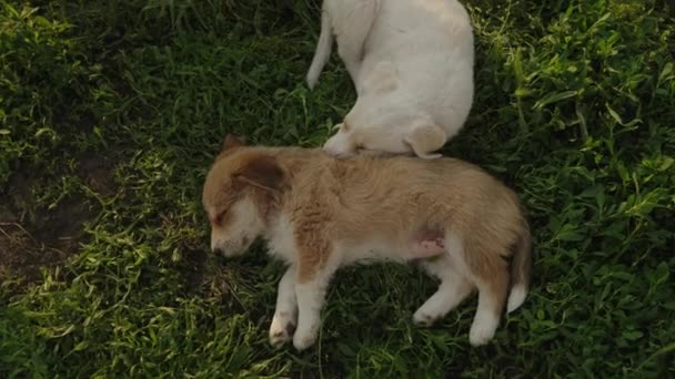 两个小狗躺在室外花园的草地上 俯瞰全景 小花园有趣的小狗 动物护理 — 图库视频影像