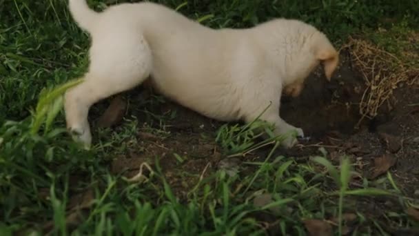家の後ろの庭の地面に足で掘っている遊び心のある子犬 リトルガーデン おかしい子犬 アニマルケア — ストック動画