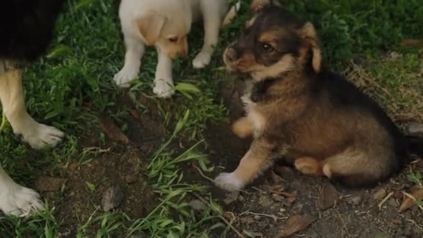 Schäferhundemutter Mit Ihren Welpen Beim Spielen Garten Tierpflege Frontansicht Lustiger — Stockvideo