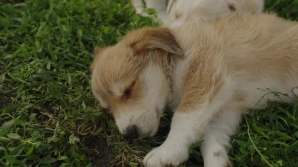 Adorable Lindo Cachorro Acostado Hierba Después Jugar Jardín Hermoso Retrato — Vídeos de Stock