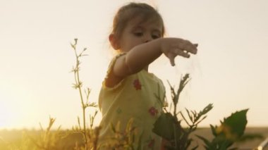 Güzel bir kız bebek mısır tarlasının ortasında duruyor, oynuyor, yürüyor. Hasat zamanı. Çocuklar için organik tarım. Sisli bir sonbahar akşamında tatlı bir çocuk.