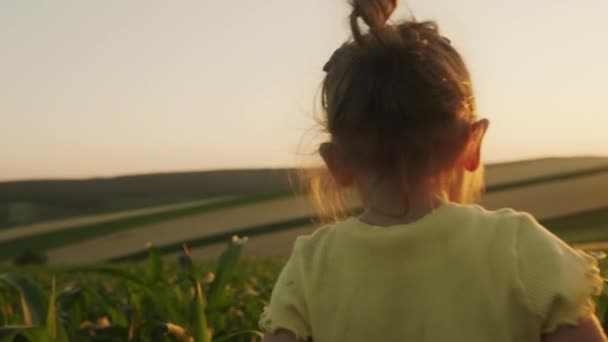 Dziecko Zielonym Polu Kukurydzy Wiosennym Trawniku Dziecko Polu Kukurydzy Zewnątrz — Wideo stockowe