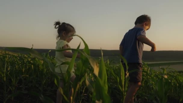 Щаслива Маленька Дівчинка Хлопчик Ходять Кукурудзяному Полі Під Час Заходу — стокове відео