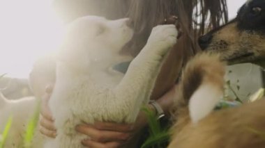 Bahçede köpekleriyle oynayan bir kadın. Evcil hayvanlarla boş vakit geçirmek. Dışarıda, parkta..