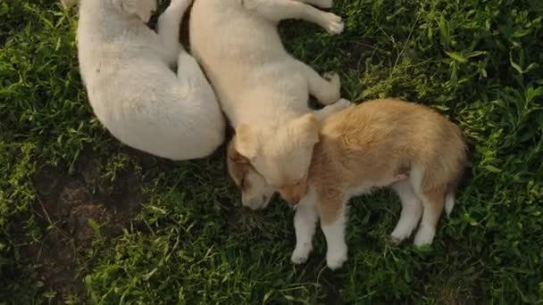 Küçük Sevimli Beyaz Evcil Köpek Yavruları Yeşil Çimlerde Birlikte Uyuyorlar — Stok video