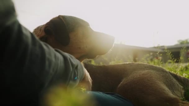不为人知的女人在夏天的花园里爱抚家犬 在花园里享受生活 玩得开心 — 图库视频影像