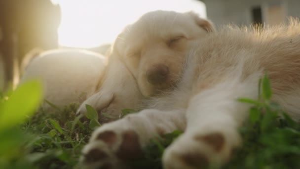 Cachorros Beagle Durmiendo Jardín Cubierto Hierba Adorables Cachorros Aire Libre — Vídeos de Stock
