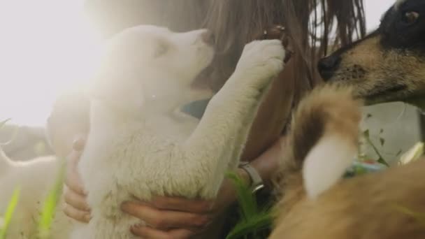 Жінка Грає Своїми Собаками Відкритому Повітрі Саду Проводити Вільний Час — стокове відео