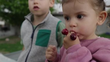 Çocuklar yağmurlu yaz günlerinde kiraz yiyorlar. Küçük çocuk ve bebek bahçe ağacından taze meyve yiyorlar. Aile için hasat zamanı eğlencesi