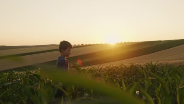 Widok Boku Małego Chłopca Przechodzącego Przez Zielone Pole Kukurydzy Zachodzie — Wideo stockowe