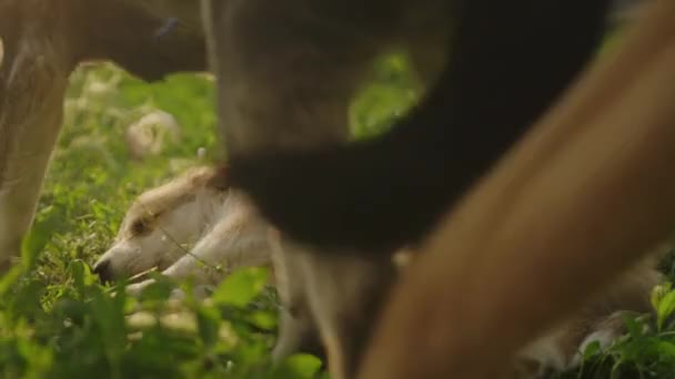 Due Cuccioli Seduti Sull Erba Verde Vicino Cane Dei Mammiferi — Video Stock