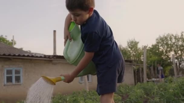 Mały Biały Chłopiec Shircie Pracujący Ogrodzie Podlewając Pierwsze Wiosenne Kwiaty — Wideo stockowe
