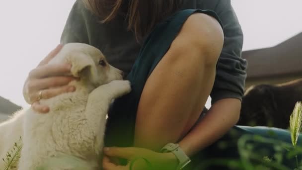Γυναίκα Παίζει Σκύλο Της Στον Κήπο Παιχνιδάκι Κατοικίδια Ζώα Εραστές — Αρχείο Βίντεο