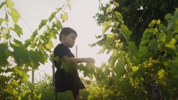 Joli Petit Garçon Marchant Dans Vignoble Entre Les Rangées Par — Video