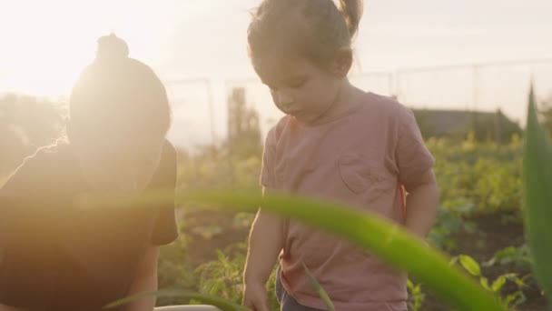 Χαριτωμένο Κοριτσάκι Βοηθώντας Στον Κήπο Την Ηλιόλουστη Μέρα Του Καλοκαιριού — Αρχείο Βίντεο