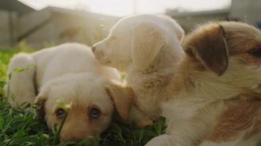 Sevimli, açık kahverengi renkli köpek yavruları bahçede oynarken çimlerin üzerinde yatıyorlar. Mutlu küçük köpekler. Arka bahçede eğleniyorum. Açık havada güneşli bir gün