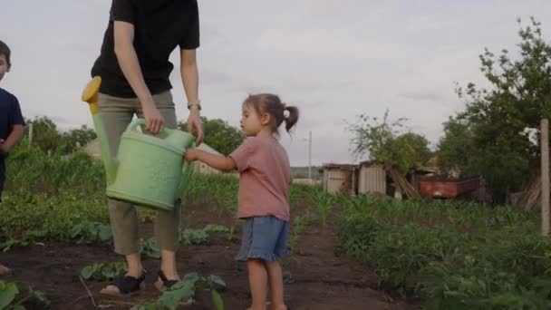 화창한 정원에서 그들의 어머니 귀여운 소년과 부모가 야채를 재배하는 도움이 — 비디오