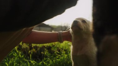 Kadın elleri yeşil çimlerde oturan köpeği okşuyor. Doğada mutlu bir hayvan. Bahar havası. Evcil hayvan.