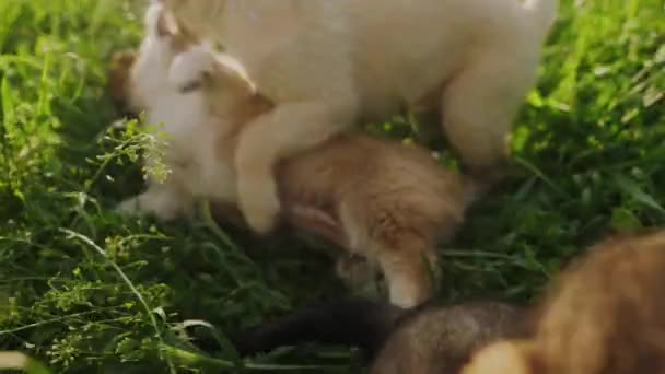Puppies Worstelen Buiten Met Elkaar Speel Vechtgedrag Eén Maand Oud — Stockvideo